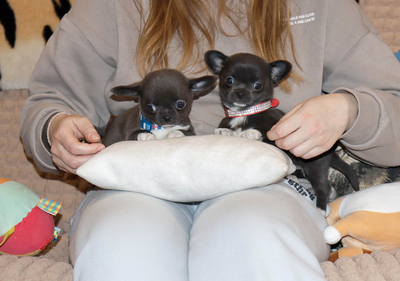 Валентра стар