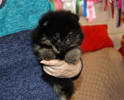 Валентра стар