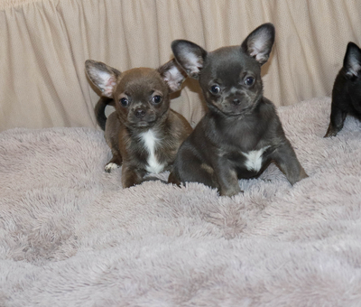 Валентра стар