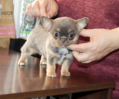 Валентра стар