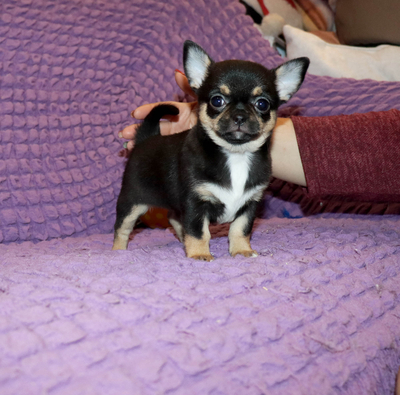 Валентра стар