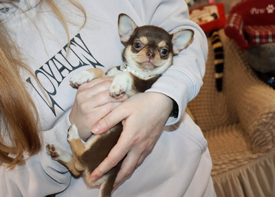 Валентра стар