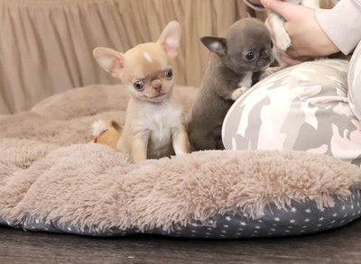 Валентра стар