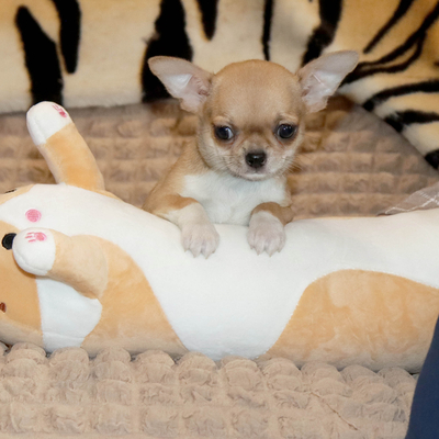 Валентра стар