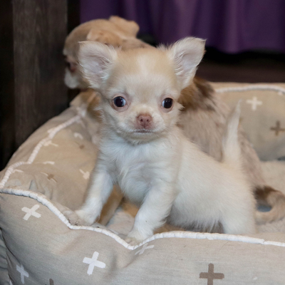 Продается МИНИ чихуахуа