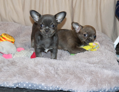 Валентра стар