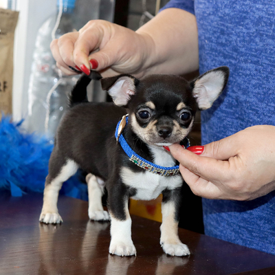 Валентра стар