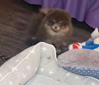 Валентра стар