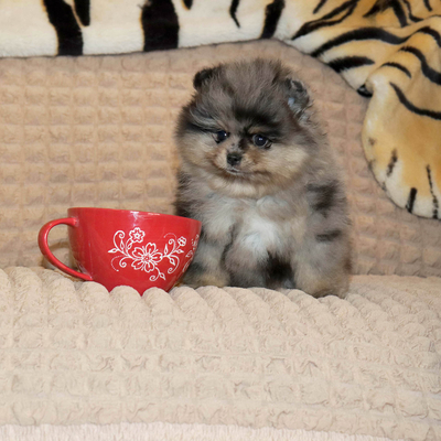 Продается Купить мраморгого шпица