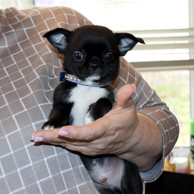 Валентра стар