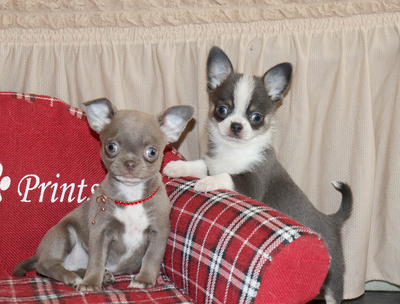 Валентра стар