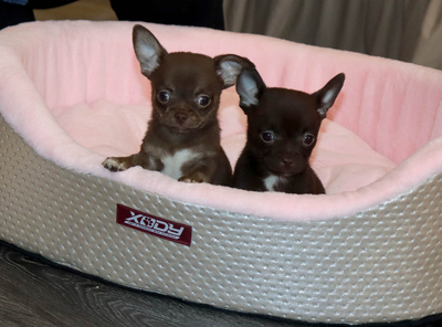 Валентра стар