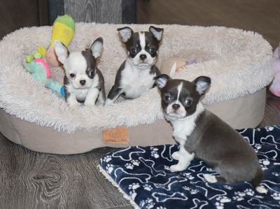 Валентра стар