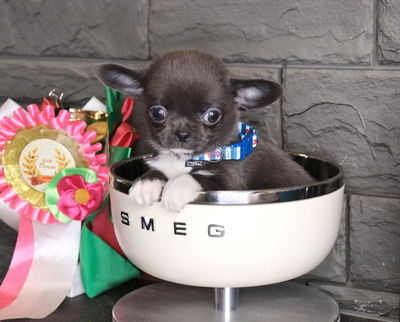 Валентра стар