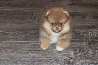 Валентра стар