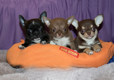 Валентра стар