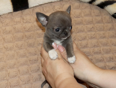 Валентра стар