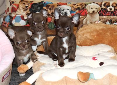 Валентра стар