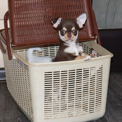 Валентра стар