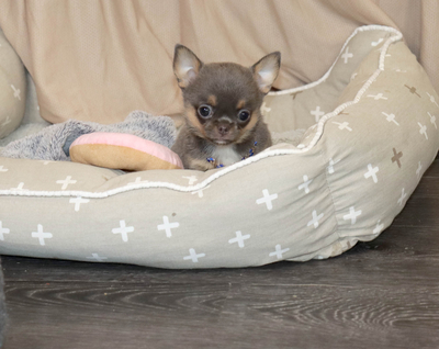 Валентра стар