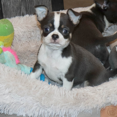 Продается Голубой чихуахуа