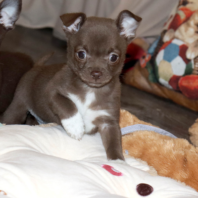 Продается Шоколадный чихуа