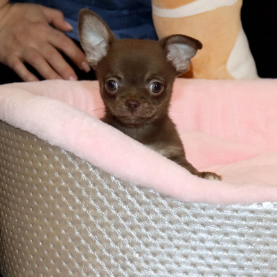 Валентра стар