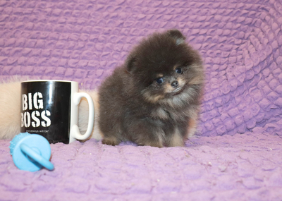 Валентра стар