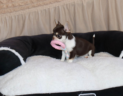 Валентра стар