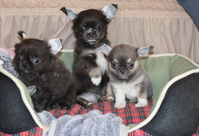 Валентра стар