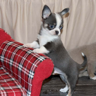 Валентра стар