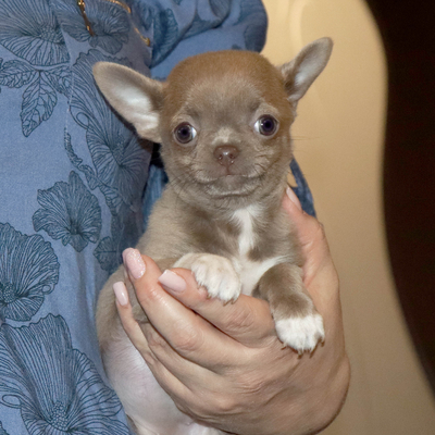 Продается Лиловая чихуахуа