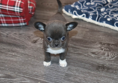 Валентра стар