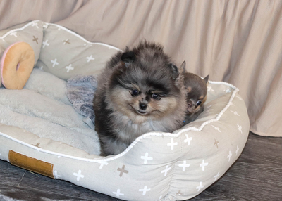 Валентра стар