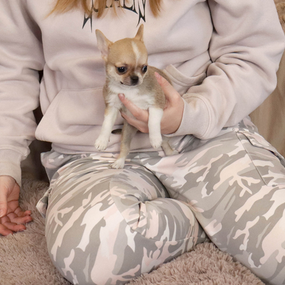 Продается Купить Чихуа в Москве