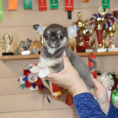 Валентра стар