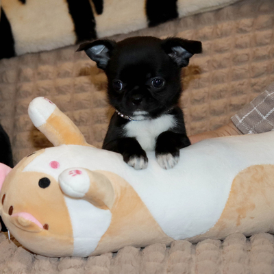 Валентра стар