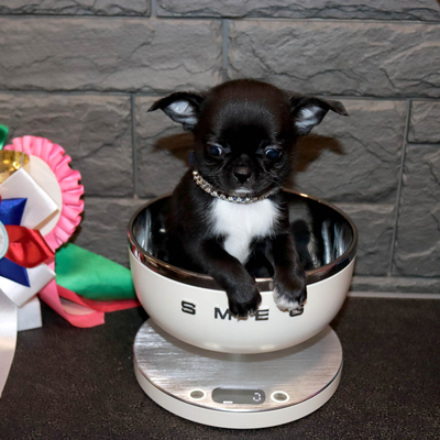 Валентра стар