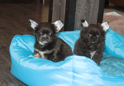 Валентра стар