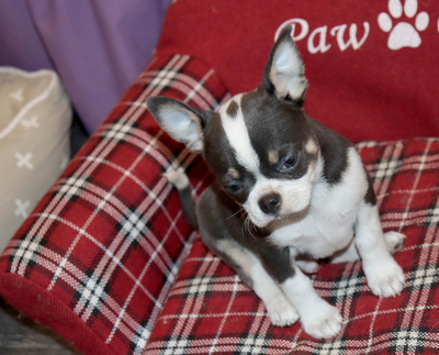 Валентра стар