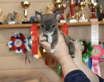 Валентра стар