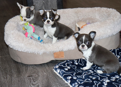 Валентра стар