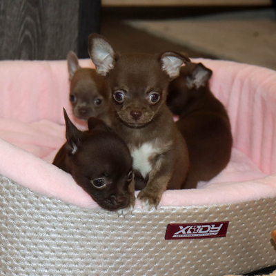 Валентра стар