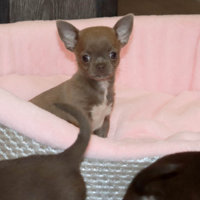 Валентра стар