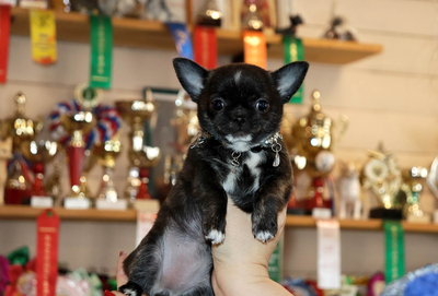 Валентра стар