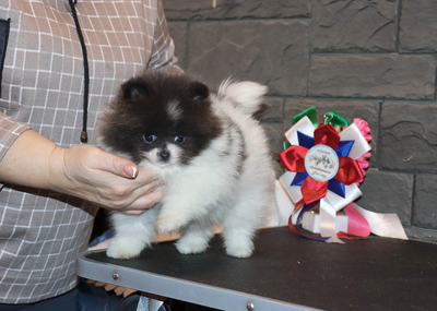 Валентра стар