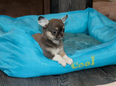 Валентра стар