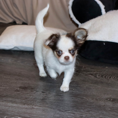 Валентра стар