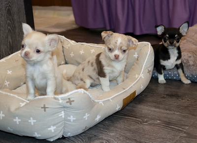 Валентра стар