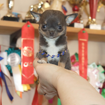 Валентра стар